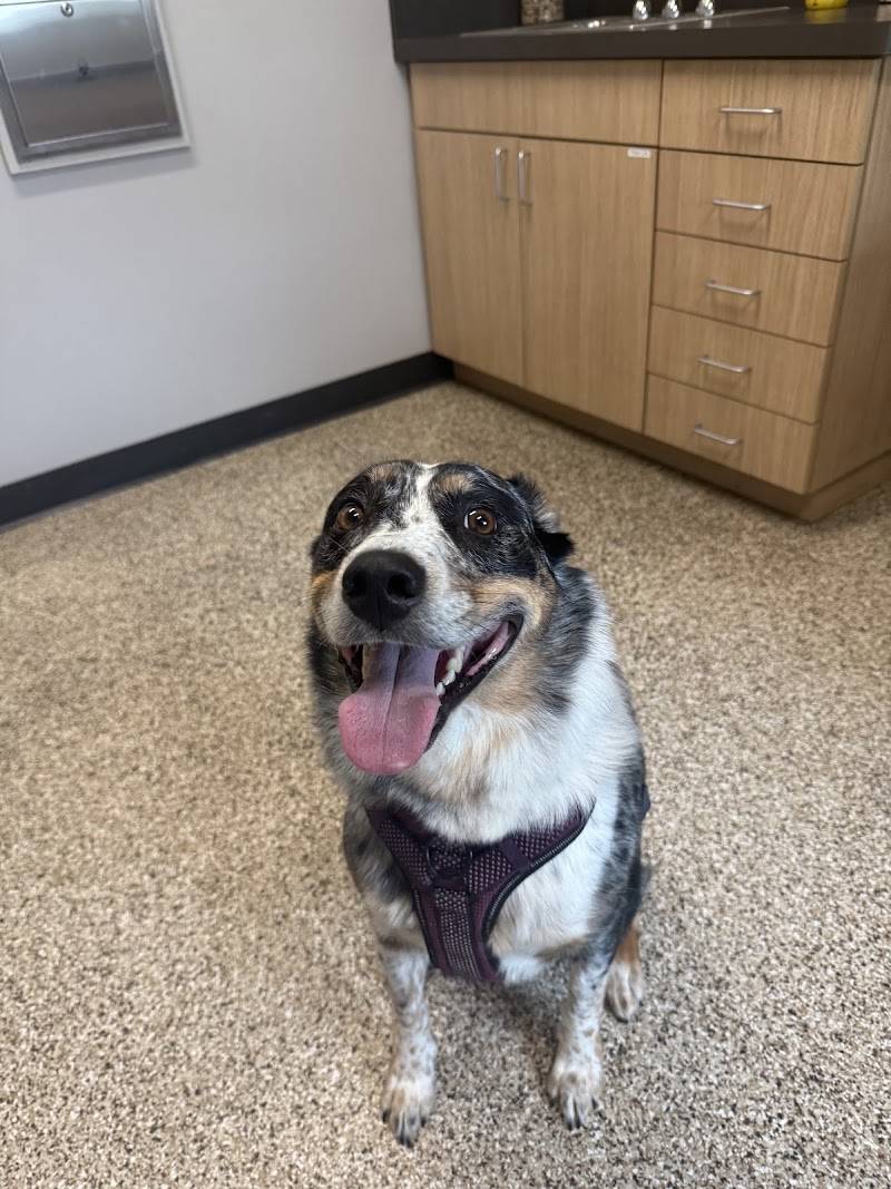 South 40 Veterinary Hospital