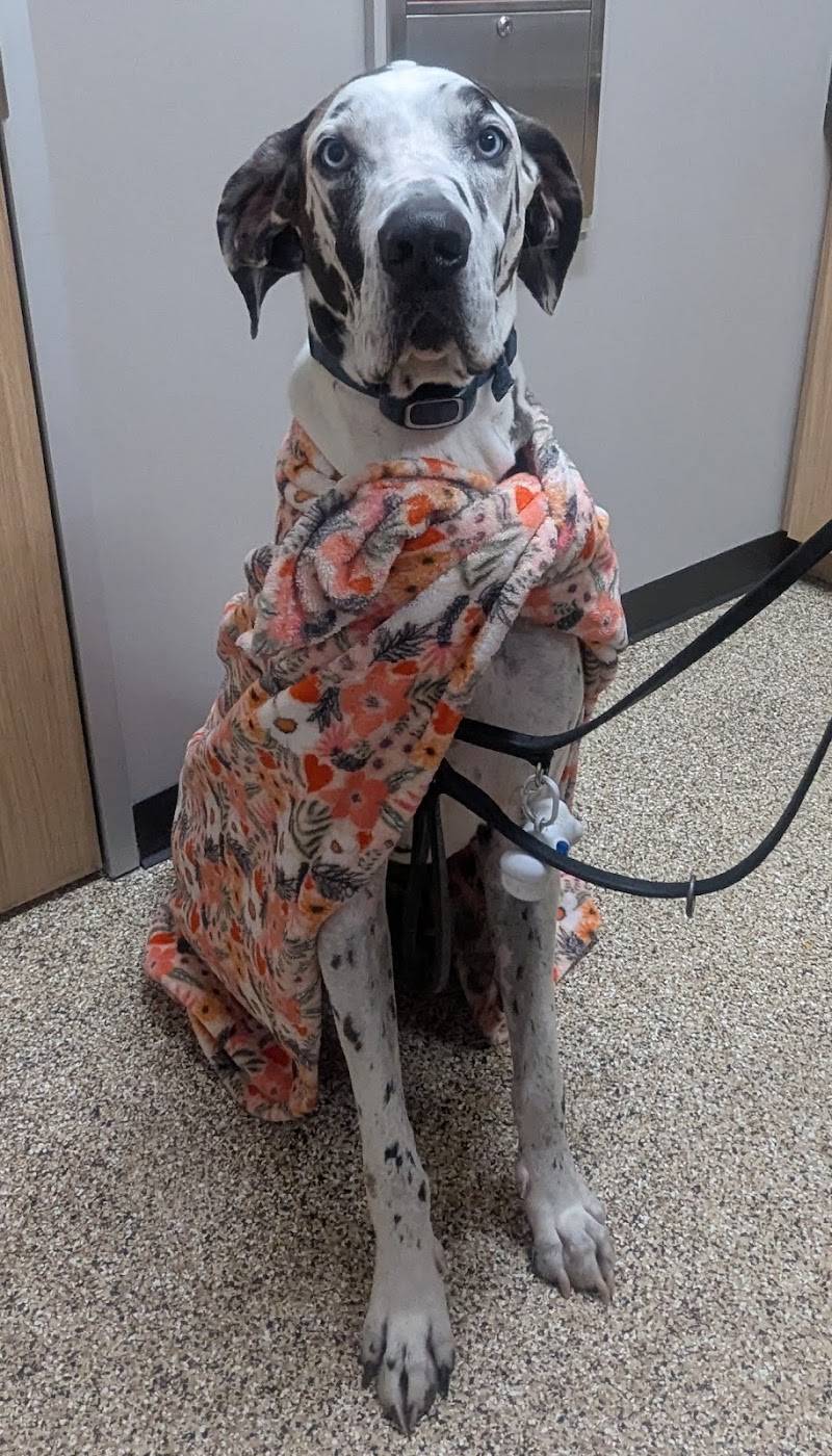South 40 Veterinary Hospital